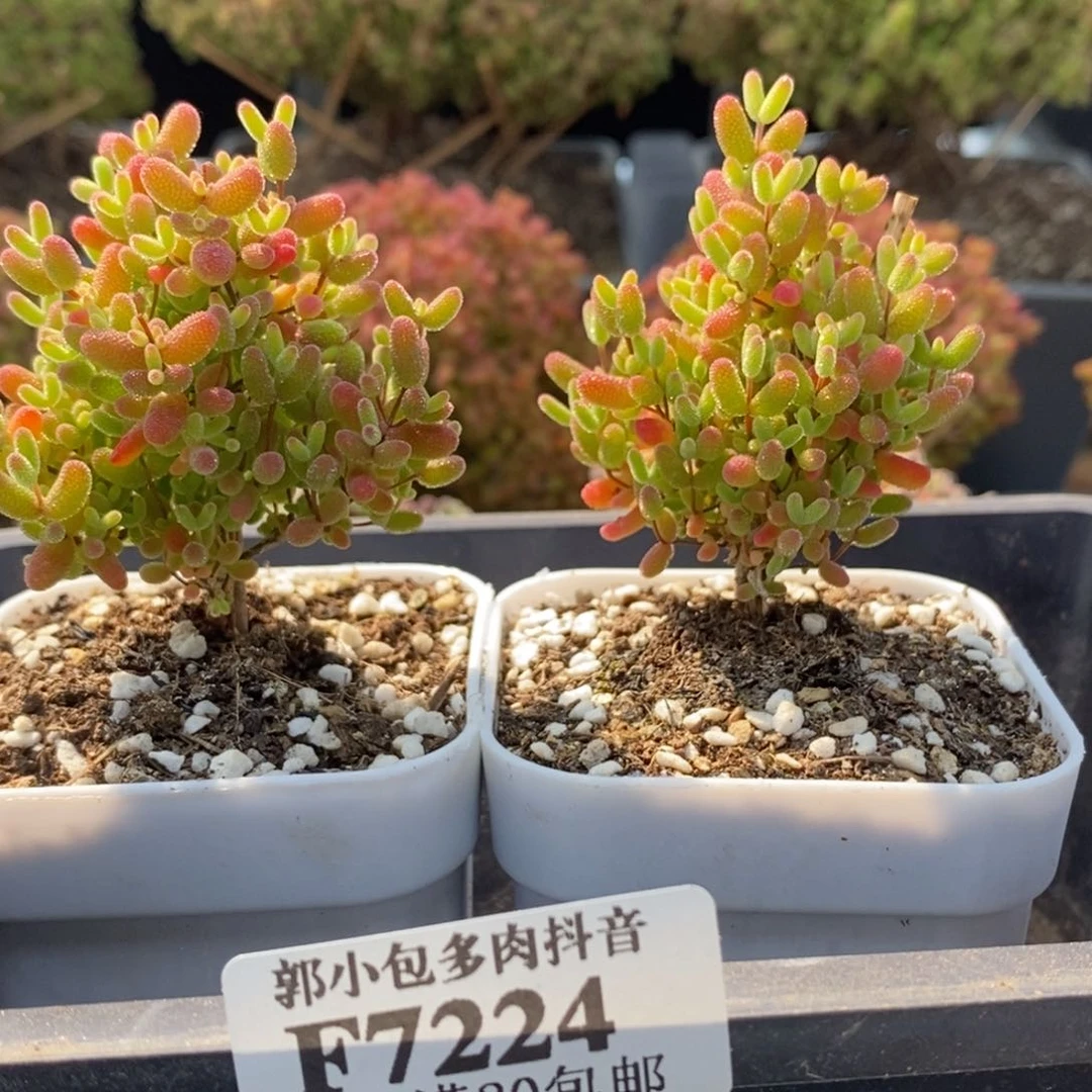 温**给蜜橘糖球组合7224枝干番杏