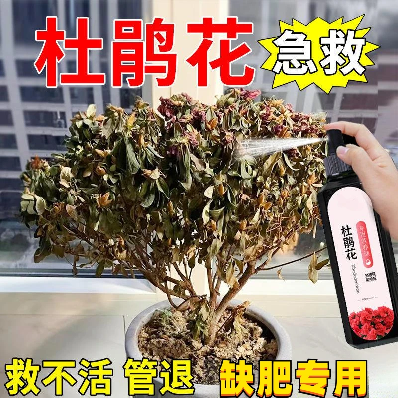 杜鹃花营养液【急救】专治黄叶落叶枯萎免稀释植物通用型生长土壤