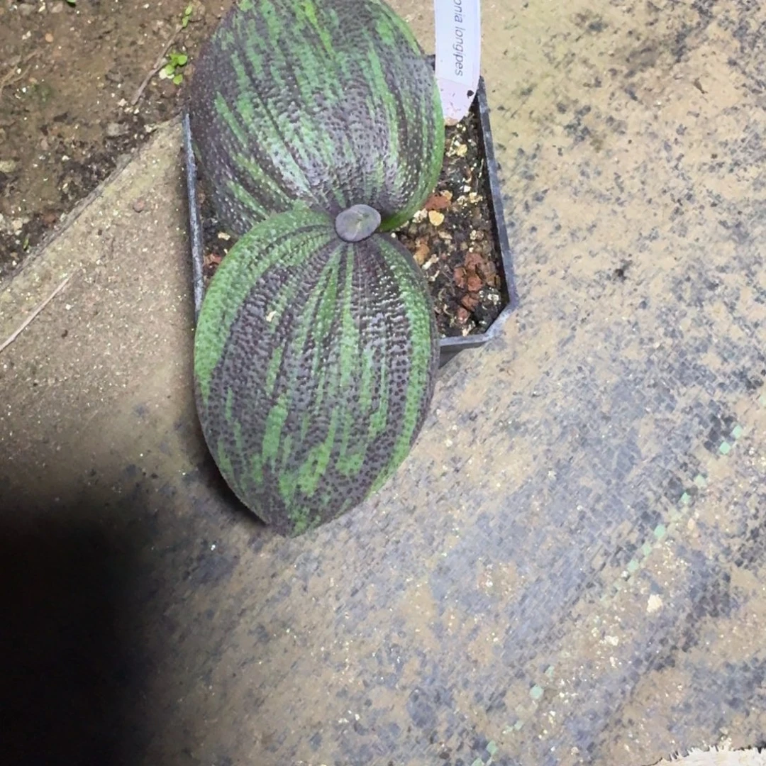 不知名镜子一物一拍