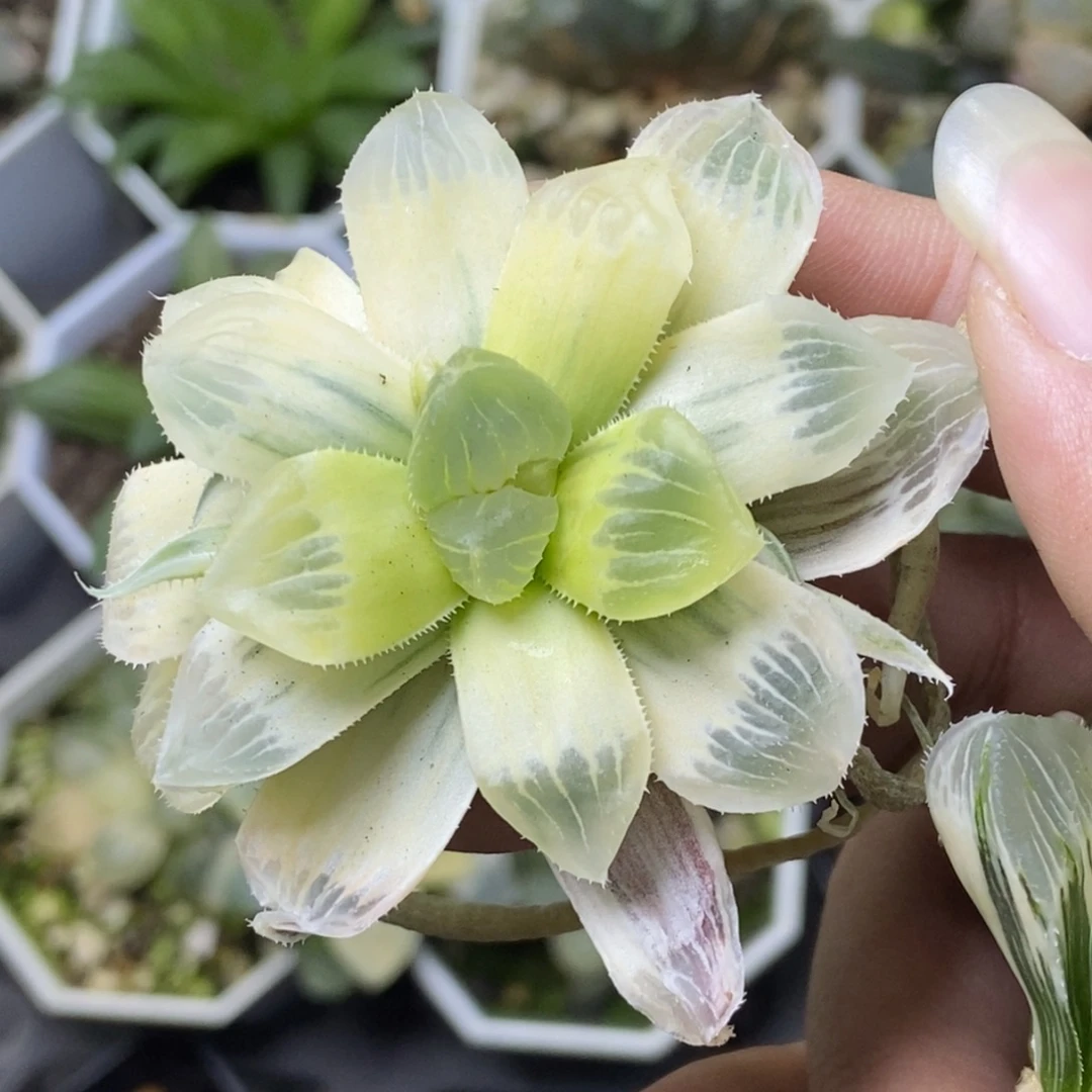 是是是是是是是是是寿