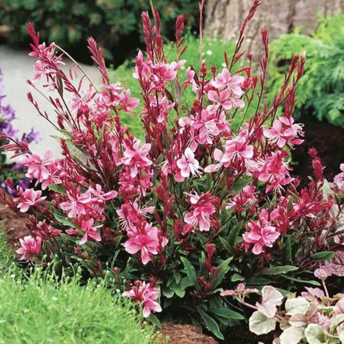 【火焰千鸟花】1加仑1盆山桃草白桃花千鸟花粉色花园庭院耐寒耐热