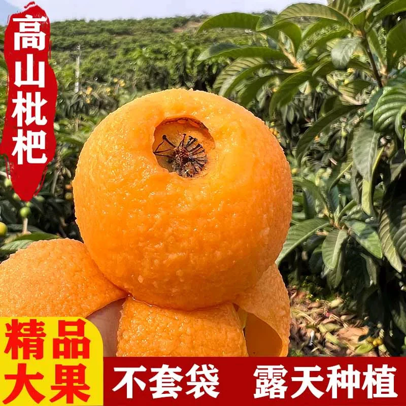 （三通一达发货）四川大五星枇杷 产地直发 高山老树果 包邮到家x