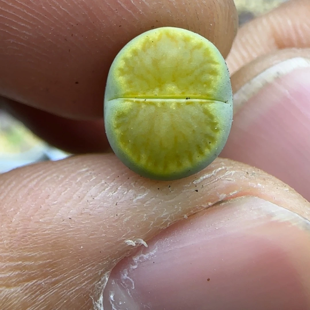 194 生石花大棚直播