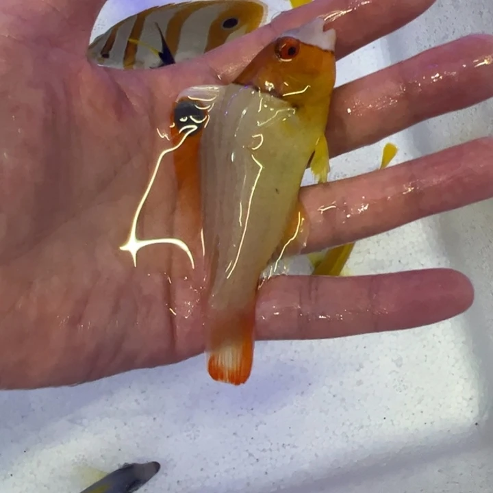 海水鱼红头鹦鹉 90 包装10运费25