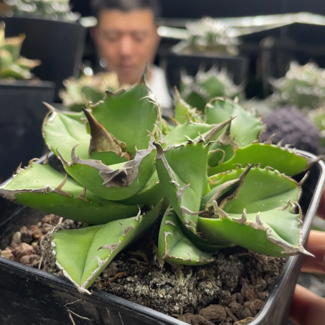 白犀牛888888888888