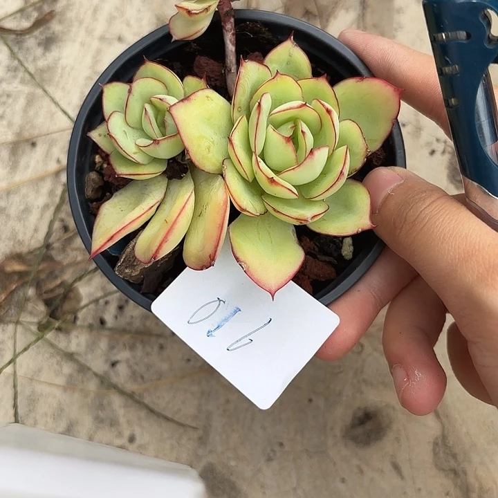 闪购016呀呀呀呀呀呀
