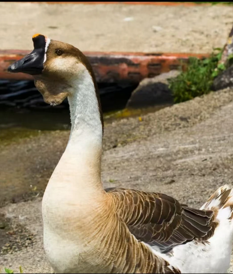 大型  特大型狮头鹅  鹅肉