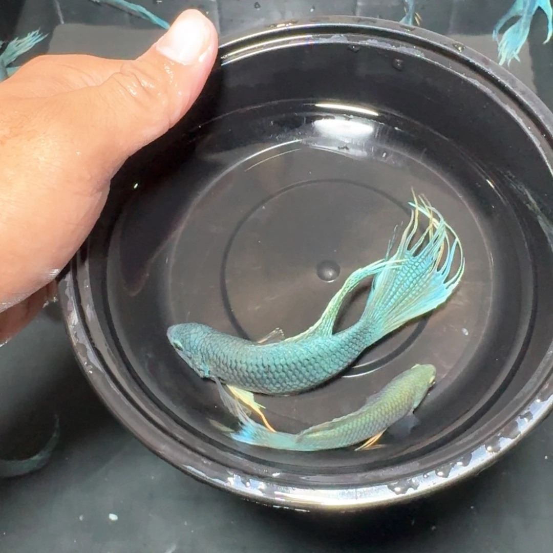 斗鱼直播间对图无纹蓝51