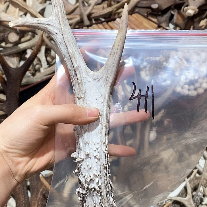 鹿角鹿角鹿角鹿角鹿角