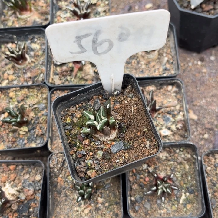 用****?560实生黑牡丹好养好活