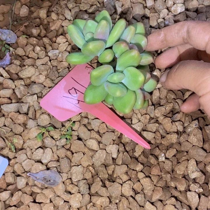 我想说我们也没见他