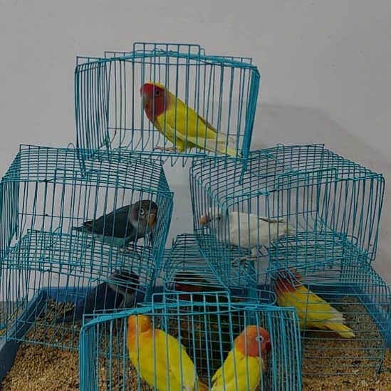 虎皮鹦鹉牡丹鹦鹉鹦鹉2只