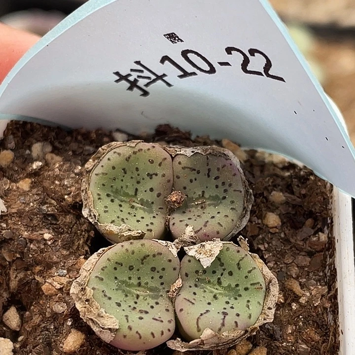 10-22荷叶安贞多肉植物