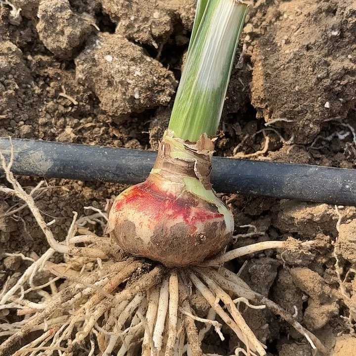 心**怡笑脸有标带土六➕