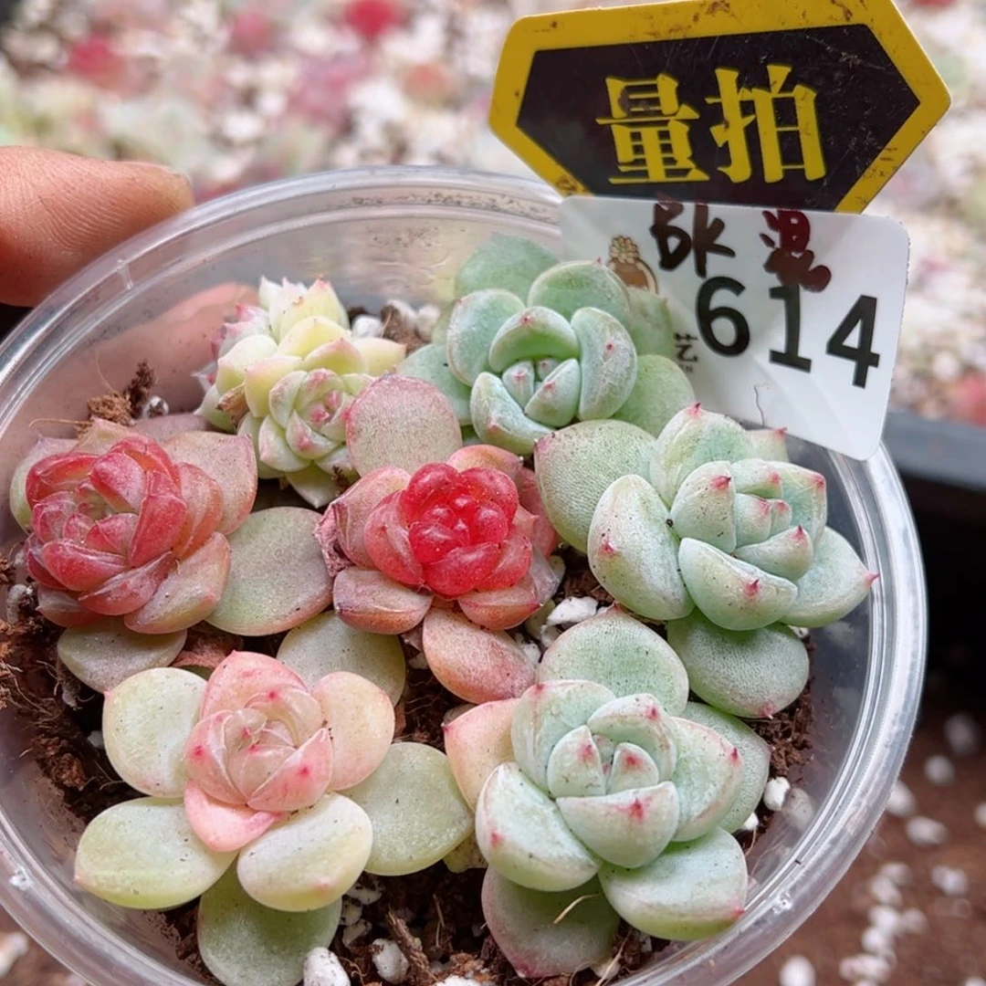 多肉植物多肉植物