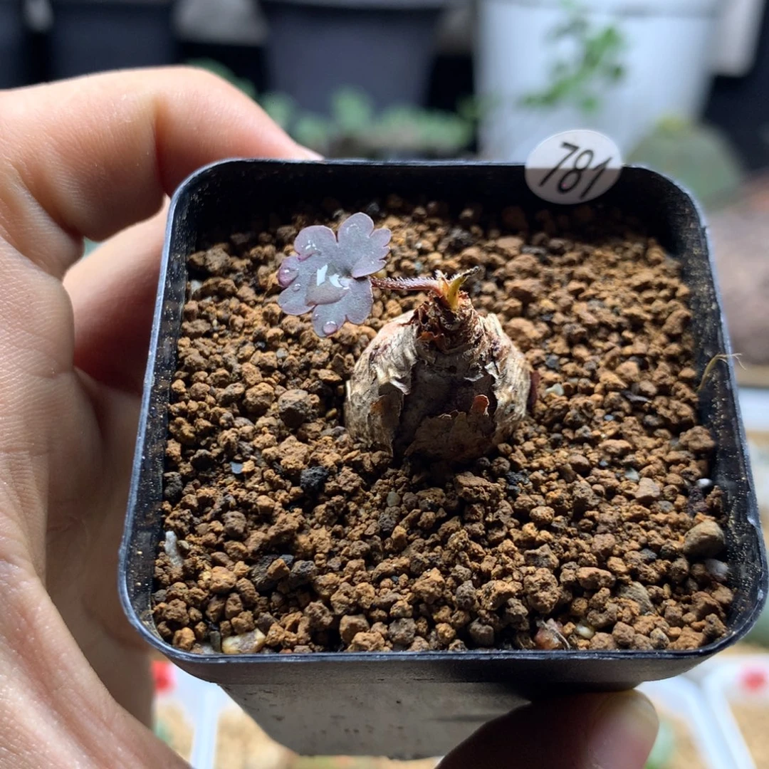 肾叶杨葵母本带盆781