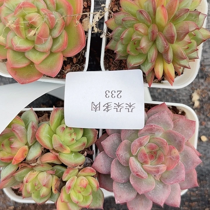 闪购232呀呀呀呀呀呀呀呀