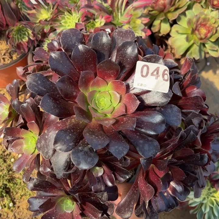 欧紫多肉植物046