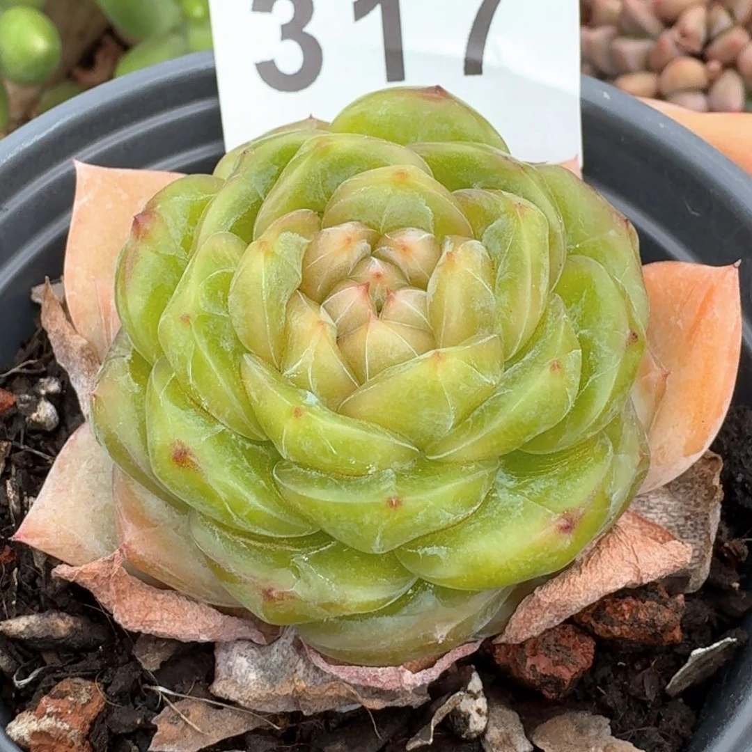 母本珍妮         多肉植物