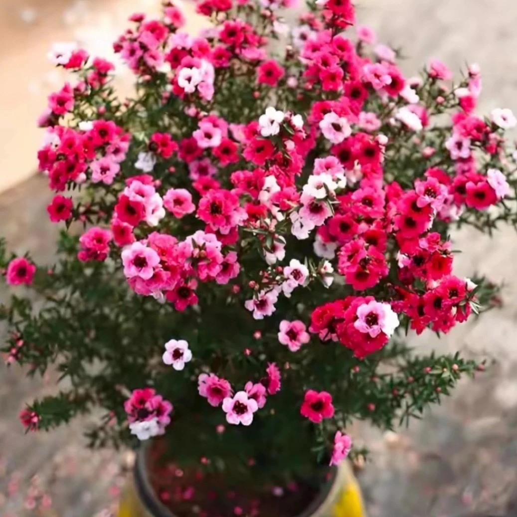 【带花苞】松红梅三色梅澳洲雪花梅室内花卉盆栽阳台原土发货