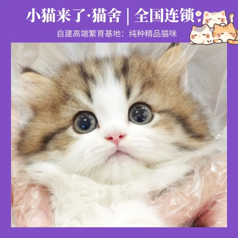 【小猫来了】品质猫咪通用链接