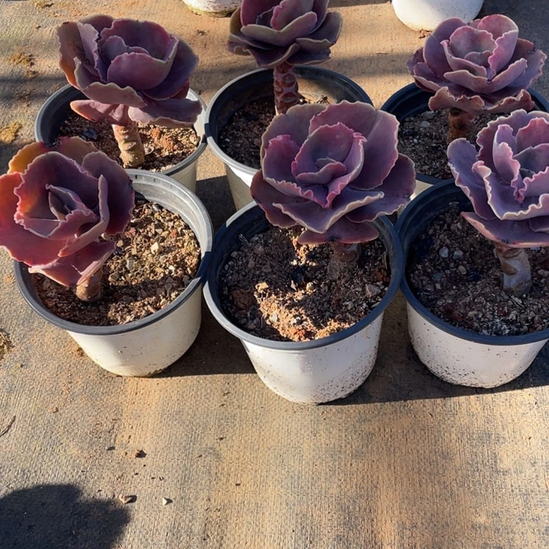 用***89 6号包菜系列多肉植物6棵