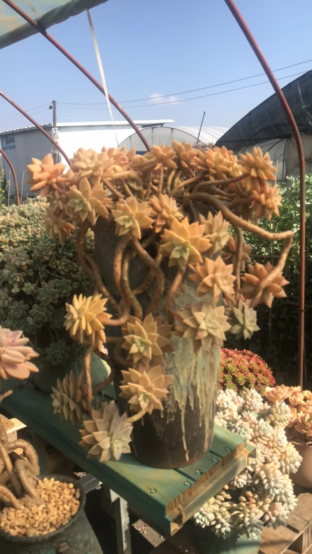 整装无砍老桩橙色恋人带盆换洛神补差