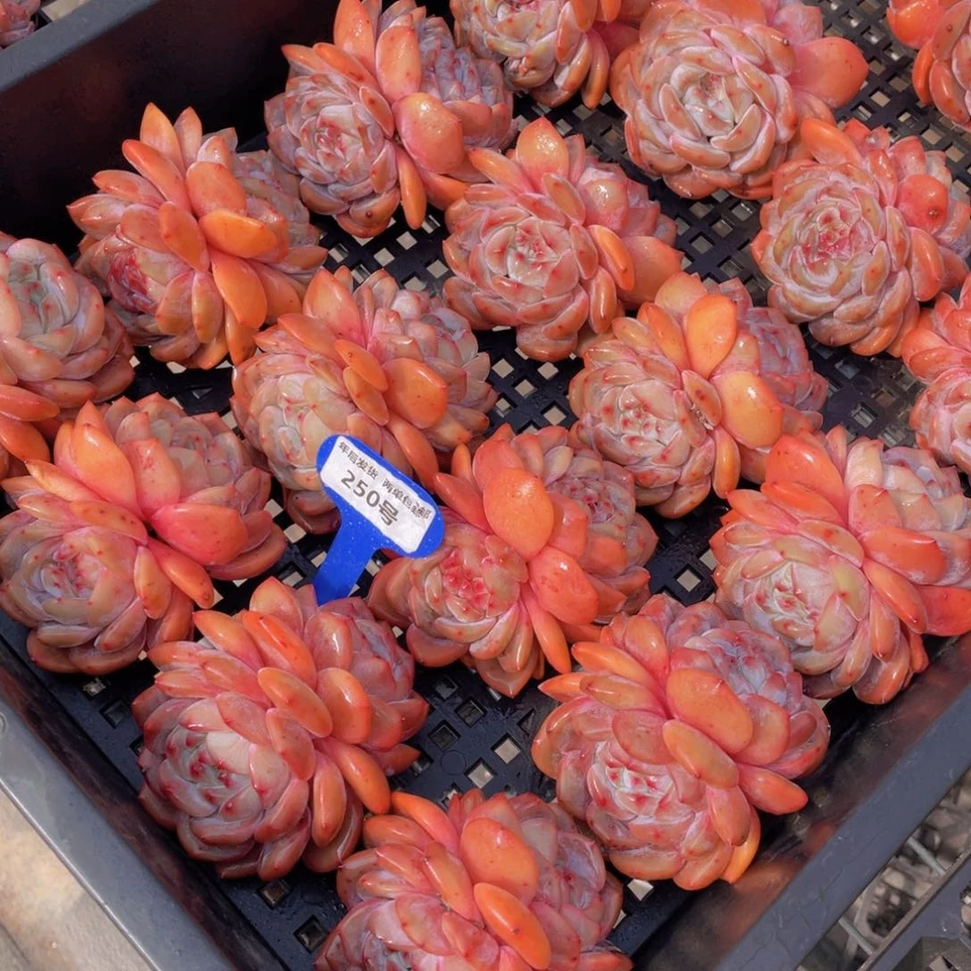 250号宽叶果冻包包韩橙母本大双头两个