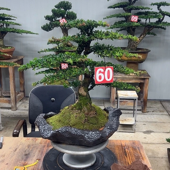 无花朵红芽珍珠罗汉松