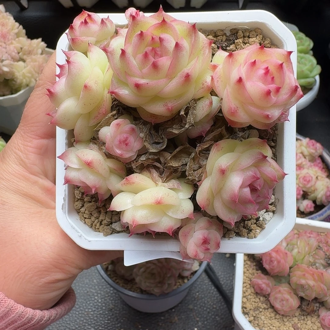 一物一拍一物一拍1213-834