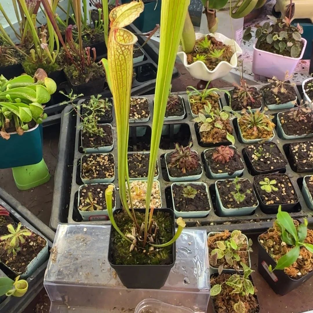 完全开放Lw瓶子草