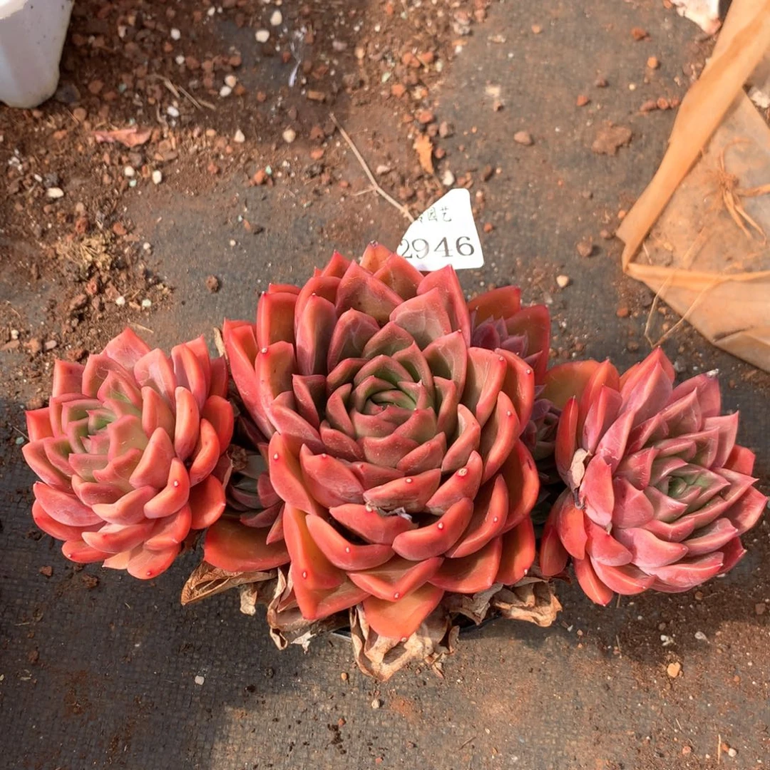 2946不包掉头杂交多肉