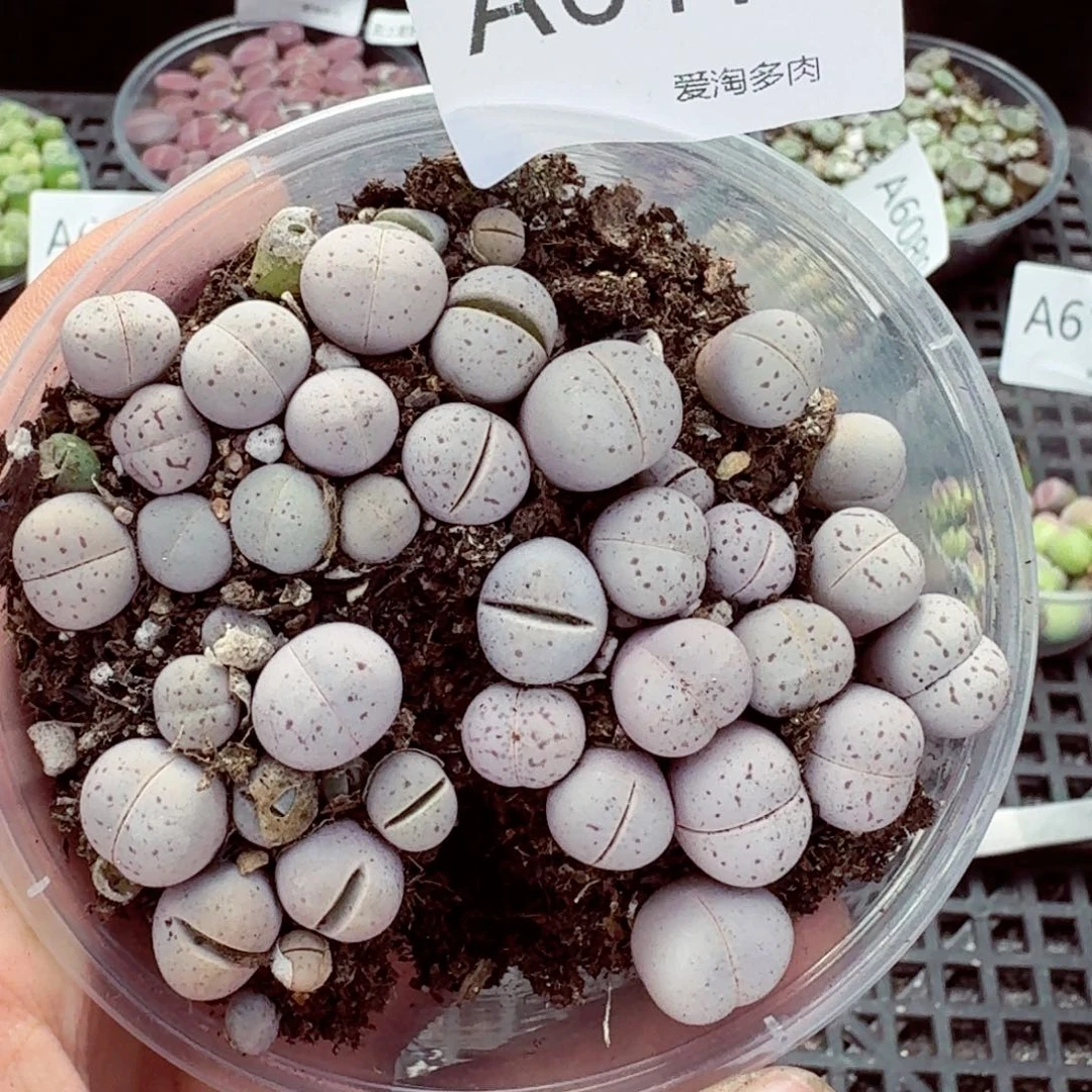 6175—生石花 生石花