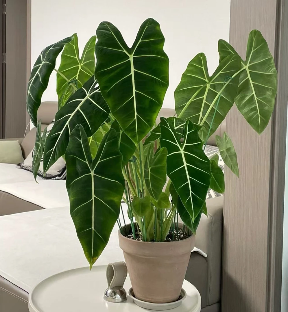 【1.5加仑盆（三株）绿天鹅绒】室内净化空气绿植盆栽好养适合办公桌