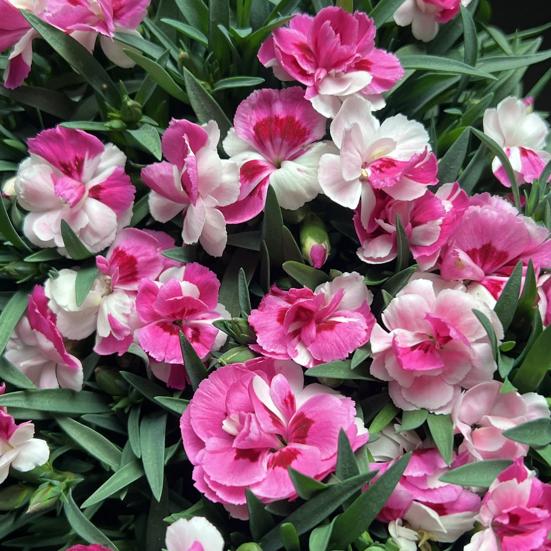 粉红骄傲 康乃馨盆栽花卉阳台新手易养护带花苞发货