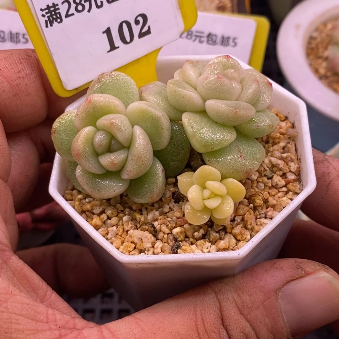 5182福利，冰玉石化黄锦