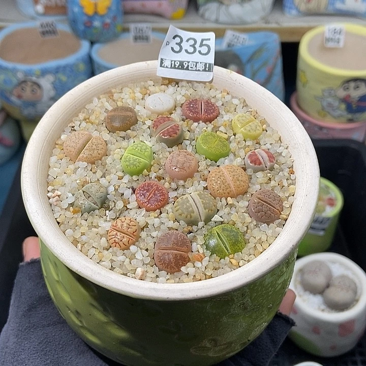 大舅生石花肉锥多肉335