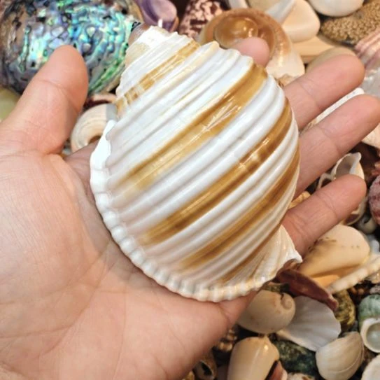 石材天然海螺水菠萝