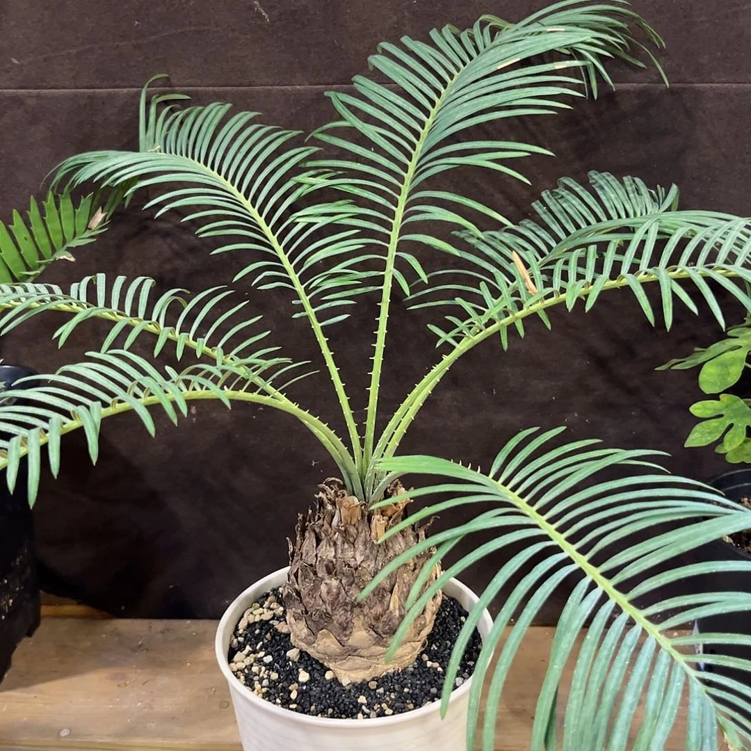 汤圆植物凯恩斯铁树