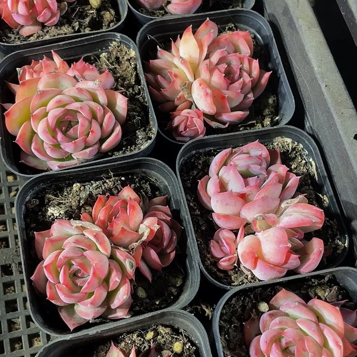 双头粉水晶3.8带盆