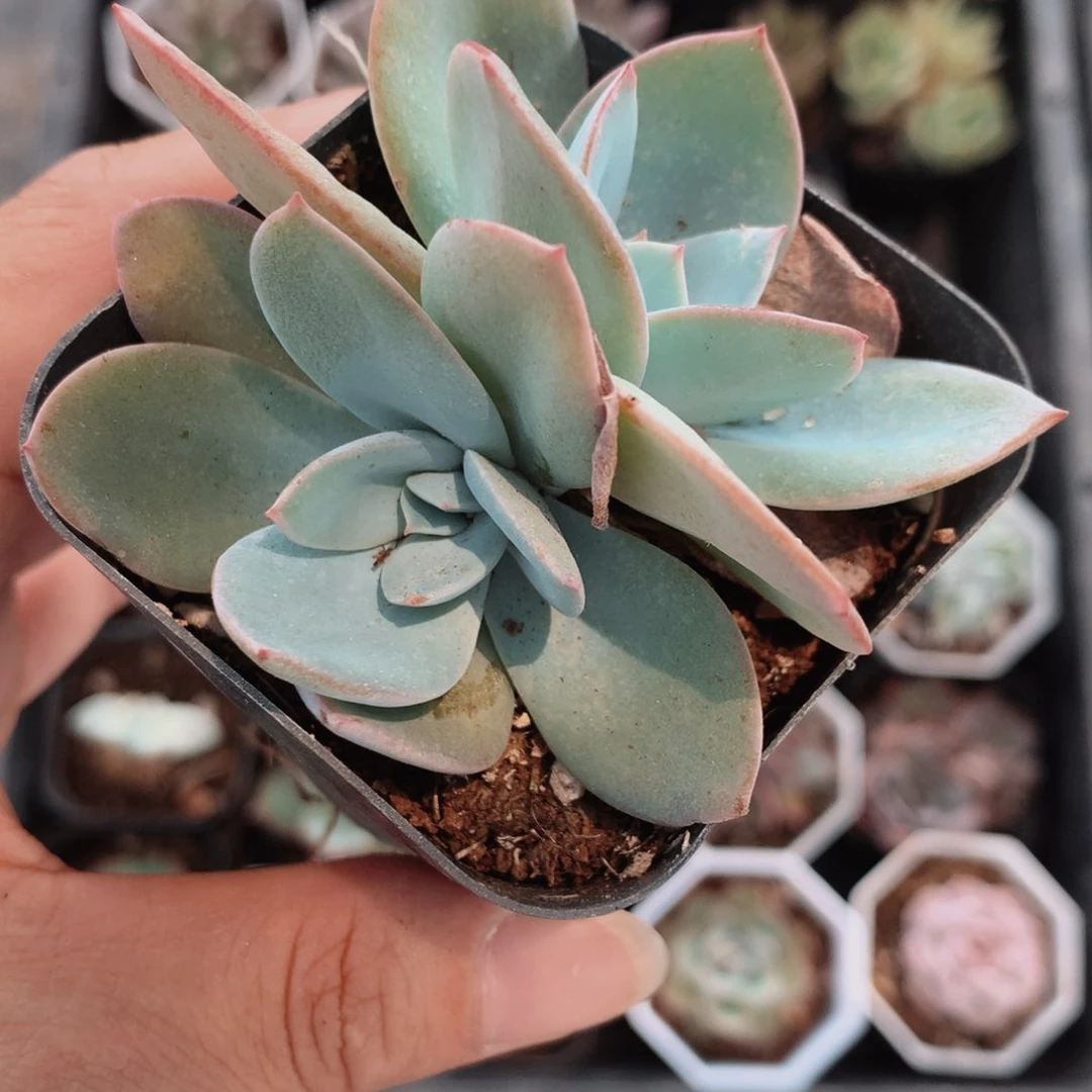 （布鲁兰双头    满9.9包邮不满9.9发叶子）