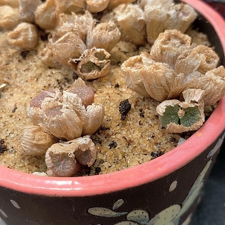 四头以上蜜枣铜壶一群