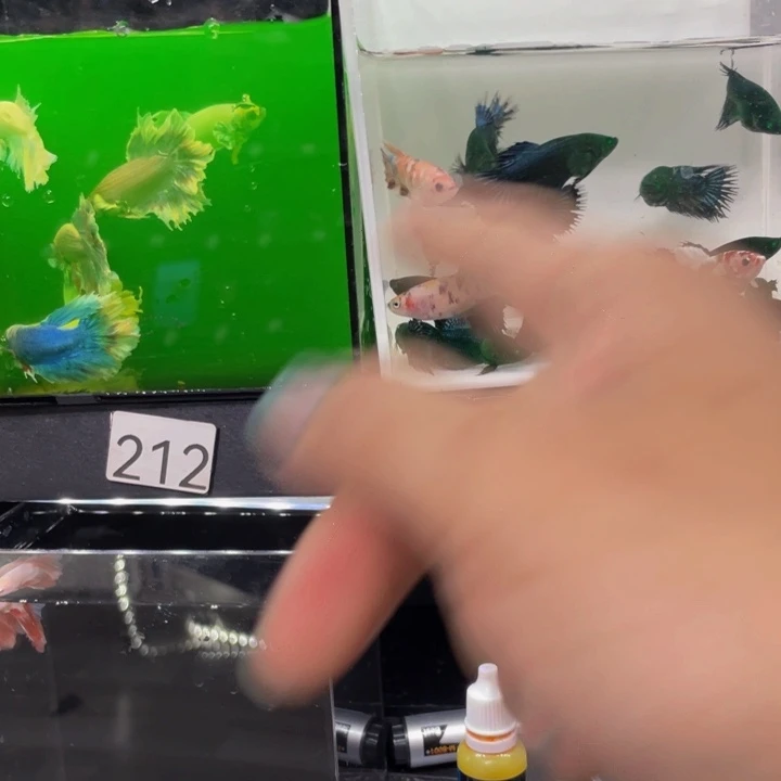 1***6海水绿膜➕绣球哈哈哈哈