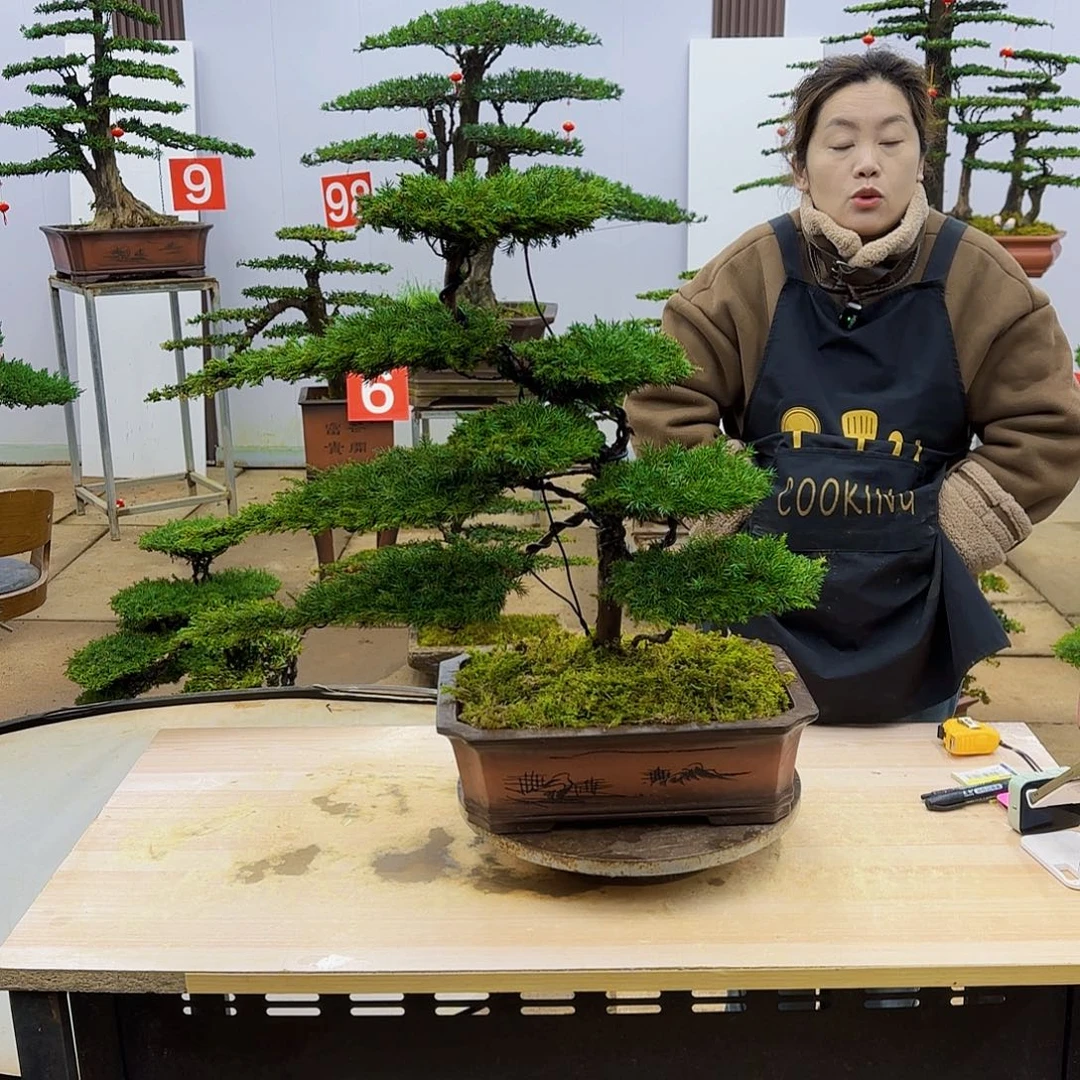 盆景直播间一物一拍