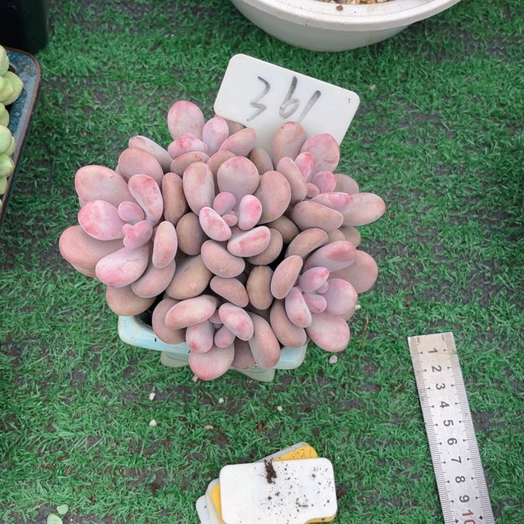 些***许361jlutyututuzuooo
