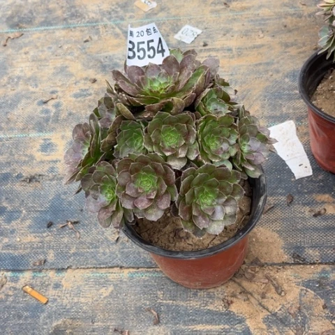 554黑魔不包断枝