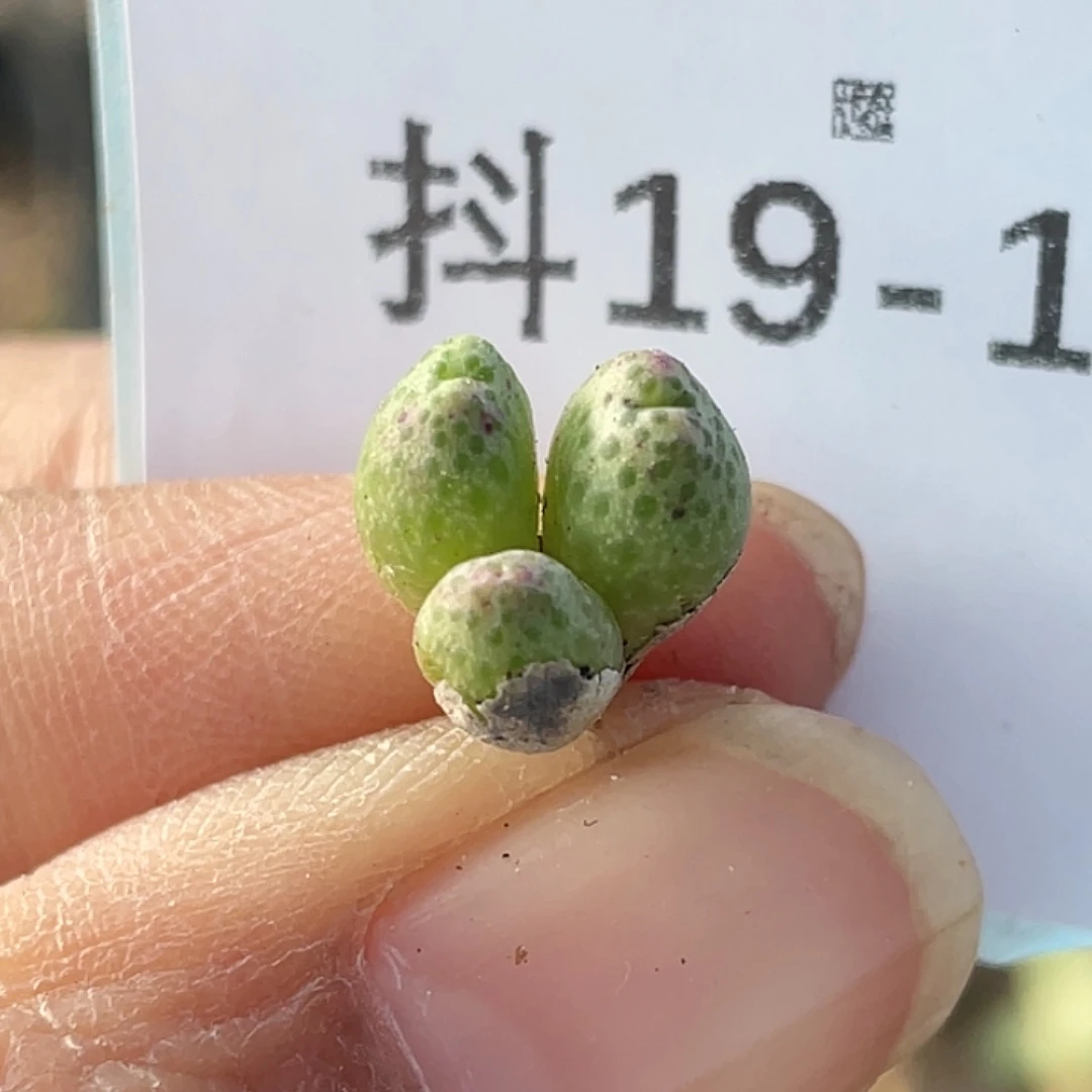 19-114草莓斑马肉锥