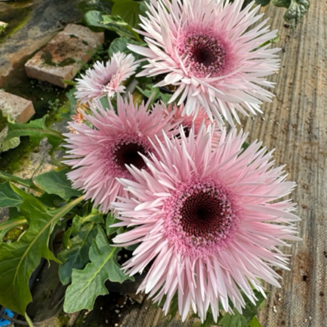 【初恋】一加仑非洲菊盆栽成品扶郎花带花花苞阳台楼顶花园好养