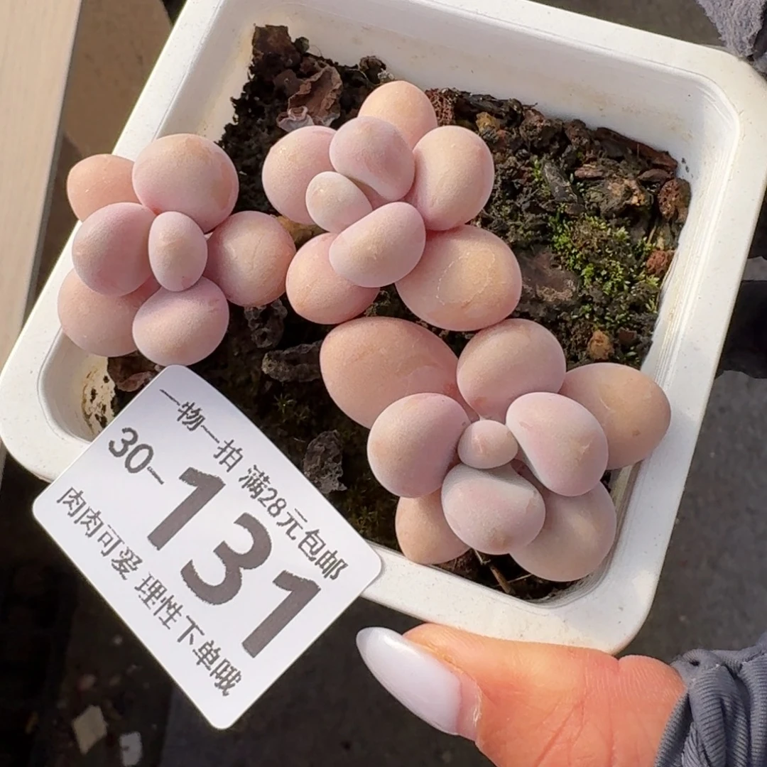 桃蛋无盆无无盆无