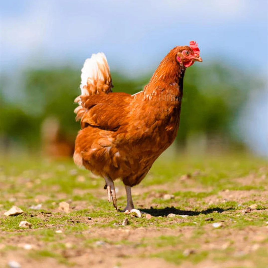 正宗高产蛋海兰褐鸡鲜嫩鲜活包邮到家